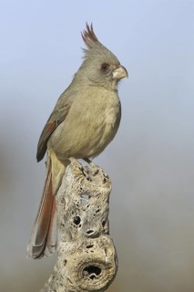 Pyrrhuloxia (Cardinalis sinuatus) female, Arizona, USA
