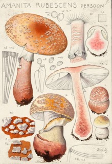 Mushroom, mushroom, pearl mushroom, Amanita rubescens, authentic reproduction of an illustration by