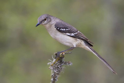 Northern Mockingbird (Mimus polyglottos), Texas, USA