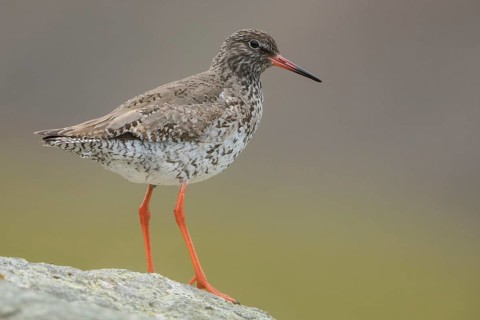 Common Redshank (Tringa totanus) perched on a rock, Iceland