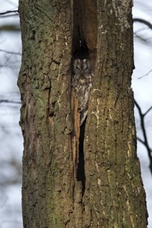 Tawny Owl (Strix aluco), Saxony, Germany