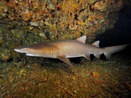 Sand tiger shark (Carcharias taurus)