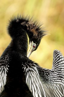 Anhinga (Anhinga anhinga) preening, Florida, USA