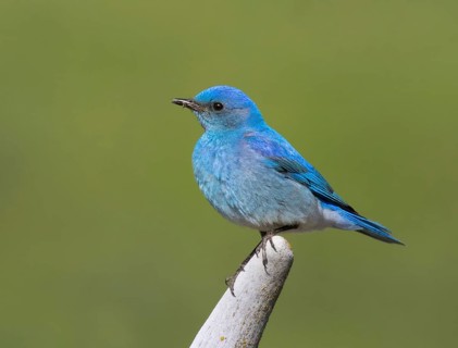 A male Mountain Bluebird, Sialia currucoides, perched in a field, in Saskatchewan, Canada