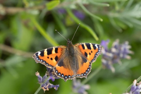 Small tortoiseshell butterfly (Aglais urticae) adult insect feeding on garden lavender flowers in