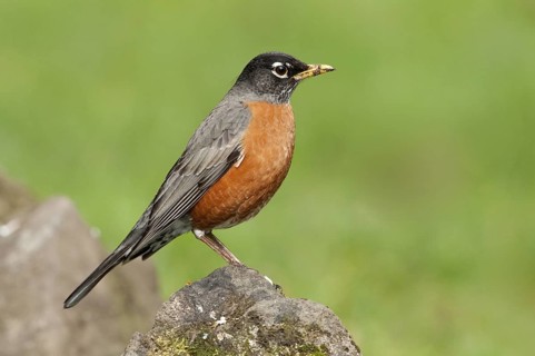 American Robin (Turdus migratorius), British Columbia, Canada