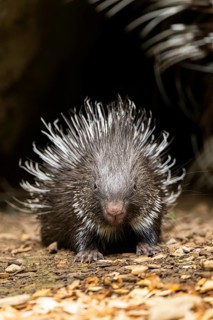 Old World porcupines (Hystrix cristata), youngster, Germany