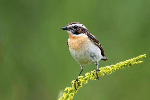 Whinchat (Saxicola rubetra) male perched on Dyer's rocket (Reseda luteola), Mecklenburg-Western
