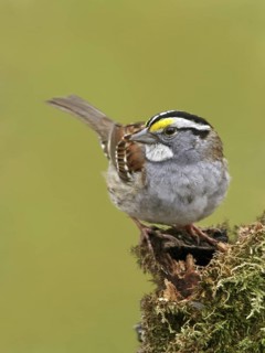 White-throated Sparrow (Zonotrichia albicollis), Saskatchewan, Canada