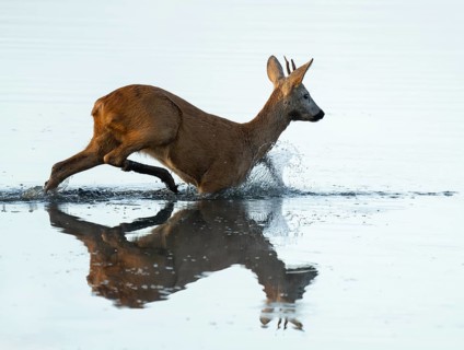 Roe deer (Capreolus capreolus), young roe buck running through the shallow water zone of a lake,