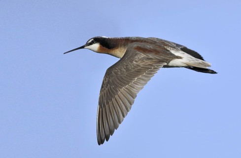 Wilson's Phalarope (Phalaropus tricolor), Alberta, Canada