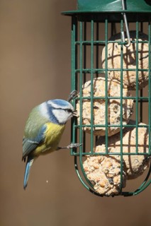 Blue tit (Cyanistes caeruleus) at the winter feeding site, Allgäu, Bavaria, Germany
