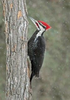 Pileated Woodpecker (Dryocopus pileatus) male, Saskatchewan, Canada