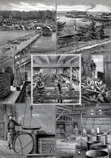 Food processing, fish, salmon processing tableau, salmon packing, from Astoria in Oregon, America,