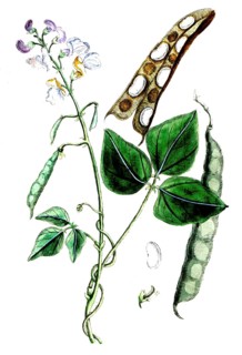 Phaseolus vulgaris, garden bean, also green bean, runner bean, digital reproduction of a historical