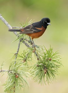 Orchard Oriole (Icterus spurius) male, Texas, USA