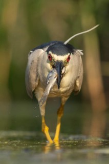 Black-crowned Night Heron (Nycticorax nycticorax) with fish prey in beak, Pusztaszer, Hungary