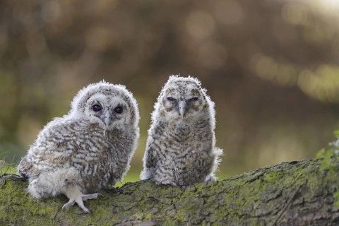 Tawny Owl (Strix aluco) juveniles, North Rhine-Westphalia, Germany