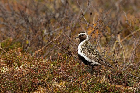 European Golden Plover (Pluvialis apricaria), Dalarna, Sweden