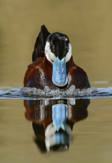 Ruddy Duck (Oxyura jamaicensis) male, British Columbia, Canada
