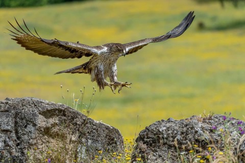 Bonelli's eagle (Aquila fasciata), landing, Andalusia, Spain
