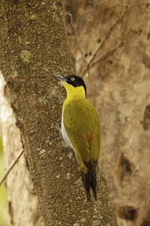 Black-headed Woodpecker (Picus erythropygius), Kaeng Krachan, Thailand