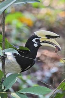 Oriental Pied Hornbill (Anthracoceros albirostris) male has robbed a chick from the nest of a
