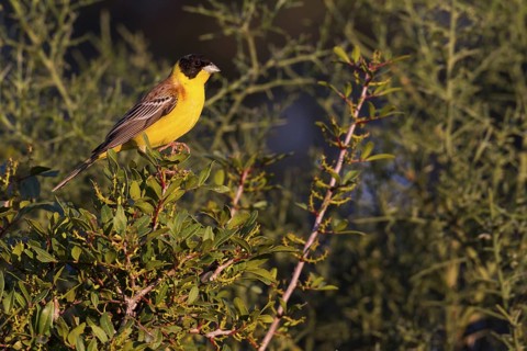 Black-headed Bunting - Kappenammer - Emberiza melanocephala, Cyprus, adult male