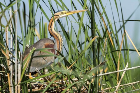 Purple Heron (Ardea purpurea) nest, Andalusia, Spain