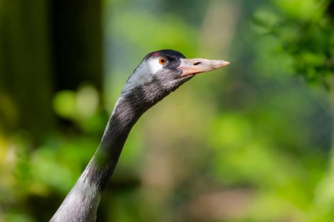 Common crane (Grus grus) in a forest in summer, Bavaria, Germany