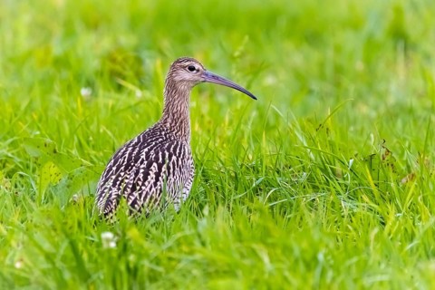 Eurasian curlew, (Numenius aquata), animals, birds, snipe family, Norway, Scandinavia