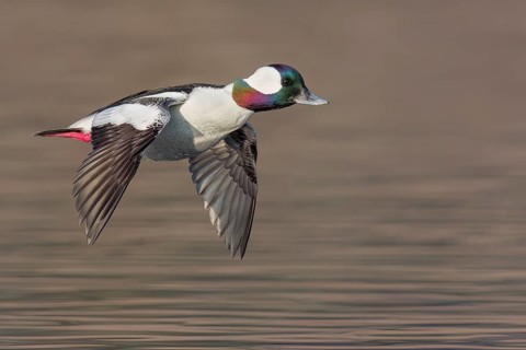 Bufflehead (Bucephala albeola) flying near Victoria, BC, Canada