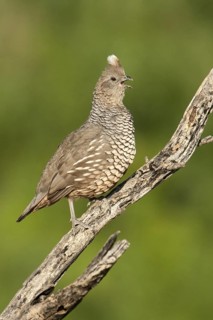Scaled Quail (Callipepla squamata) singing, Texas, USA