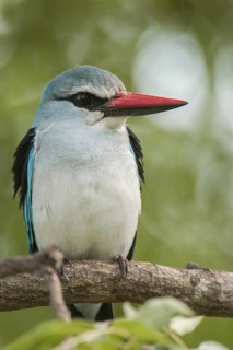 Woodland Kingfisher (Halcyon senegalensis), Mpumalanga, South Africa