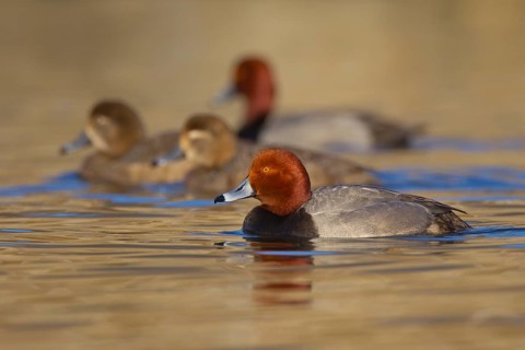 Redhead (Aythya americana) flock, Ohio, USA