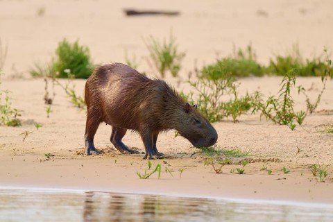 An adult Capybara feeding on vegetation on a sandy bank, Capybara, capybara (Hydrochoerus