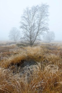 Birches in winter Rehdener Geestmoor in fog, Diepholzer Moorniederung, Rehden, Lower Saxony,
