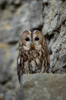 Tawny Owl (Strix aluco) perched on a wall ledge, captive, Germany