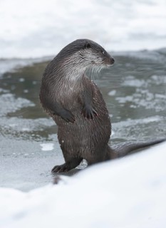 Otter (Lutra lutra) making males in winter at a partly frozen pond, snow, Germany