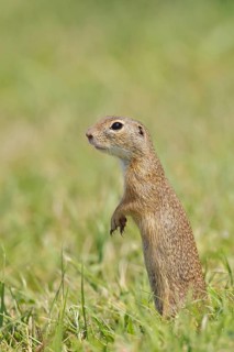 European ground squirrel (Spermophilus citellus) standing upright in a meadow, animal portrait,