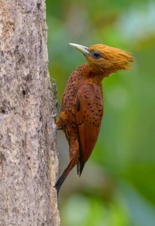 Black-cheeked Woodpecker (Melanerpes pucherani) at Laguna Lagarto Lodge, Boca Tadapa, Costa Rica