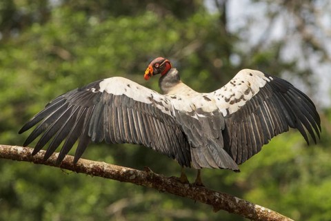 King Vulture (Sarcoramphus papa) perched on a branch in Costa Rica