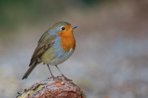 European Robin (Erithacus rubecula), North Rhine-Westphalia, Germany