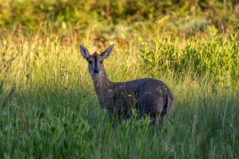 Common duiker (Sylvicapra grimmia), also known as the gray duiker or bush duiker, Golden Gate