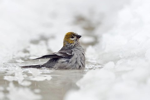 Pine Grosbeak (Pinicola enucleator) female bathing, Wyoming, USA