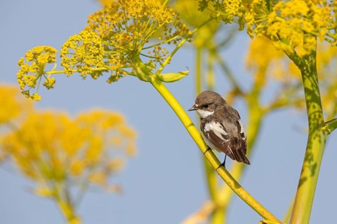 Pied Flycatcher, (Ficedula hypoleuca), perch, biotope, habitat, island of Lesvos, songbird,
