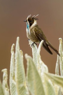 Green-bearded Helmetcrest (Oxypogon guerinii) perched on a branch in the Andes mountains in