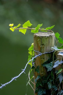 A wooden post with ivy and barbed wire in front of a blurred green background, Münsterland, North