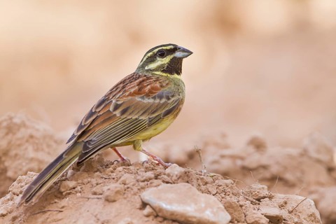 Cirl Bunting - Zaunammer - Emberiza cirlus, Morocco, adult male