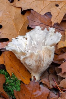 Clouded agaric, cloudy clitocybe, cloud funnel (Clitocybe nebularis, Lepista nebularis), gilled